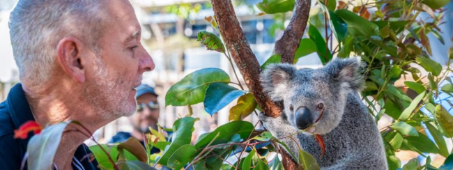 Vaccine to the rescue of koalas